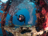 Diver and Pygmy Sweepers Poster och Canvastavla