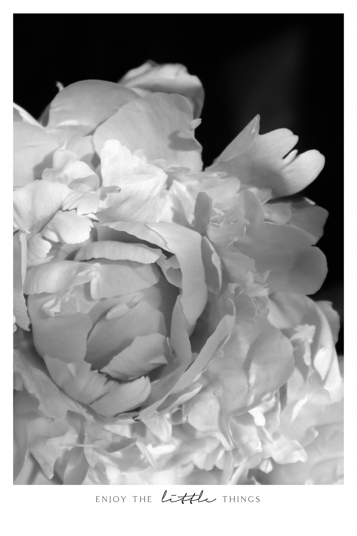Enjoy the little things peony BW Poster och Canvastavla