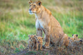 First introduction to the pride Poster och Canvastavla