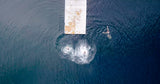 Jump and swim Poster och Canvastavla