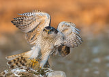 Goshawk Poster och Canvastavla