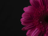 beautiful flower Poster och Canvastavla