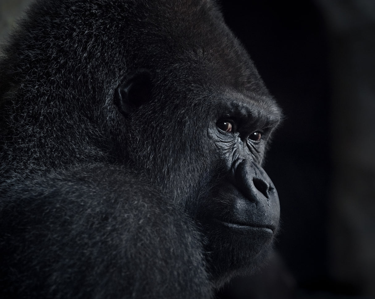 gorilla gaze Poster och Canvastavla