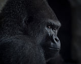 gorilla gaze Poster och Canvastavla