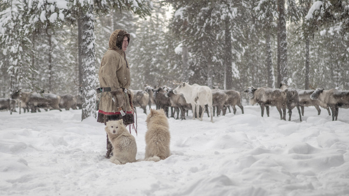 Jigorij, dogs and the herd Poster och Canvastavla