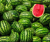Red in Green Poster och Canvastavla