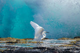 Common egret Poster och Canvastavla