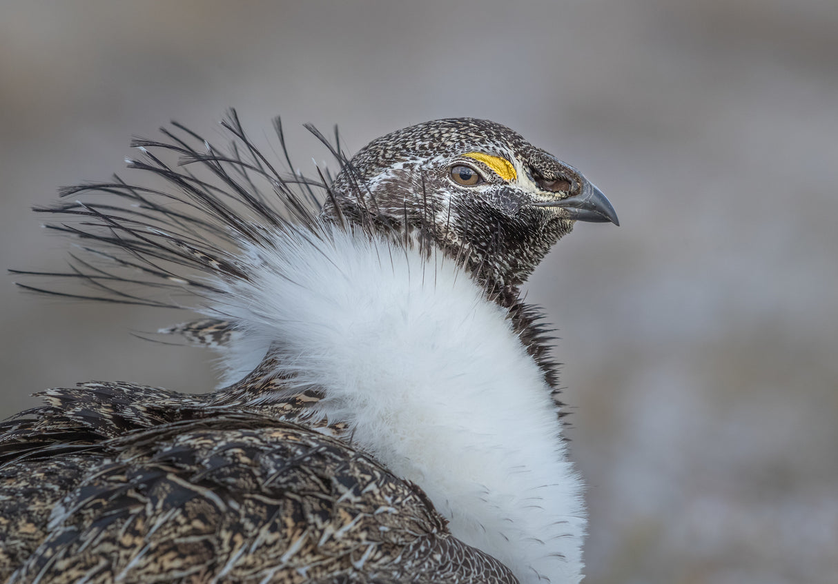 Proud Grouse Poster och Canvastavla
