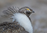 Proud Grouse Poster och Canvastavla