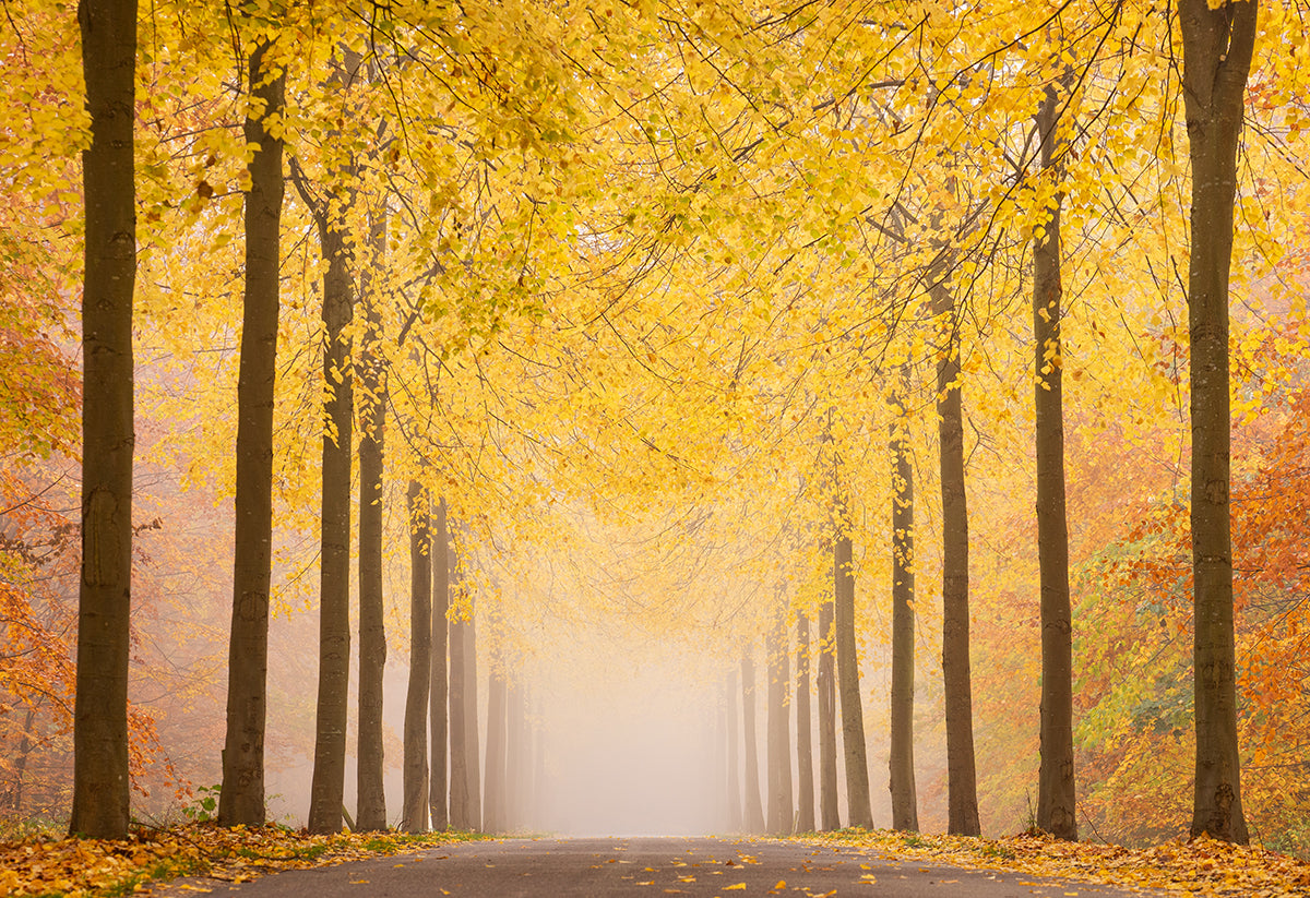 Autumn road Poster och Canvastavla