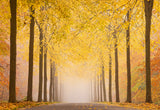 Autumn road Poster och Canvastavla