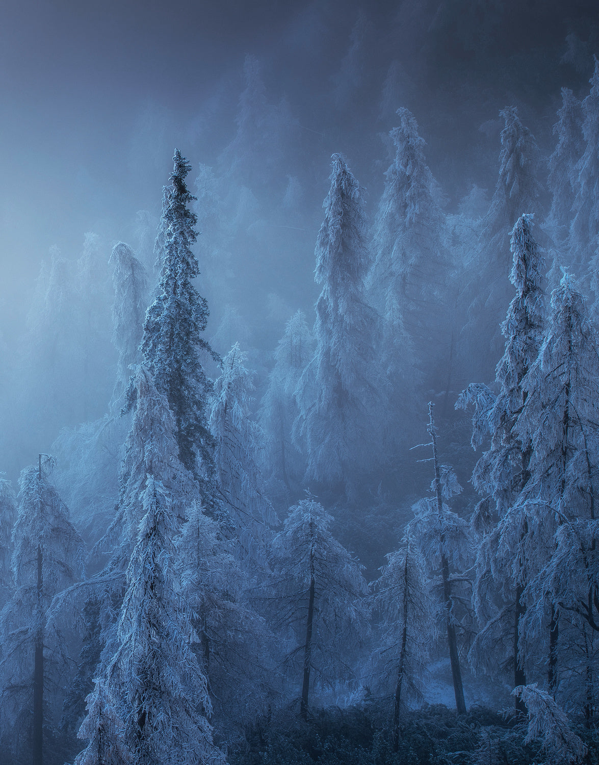 Enchanted forest Poster och Canvastavla