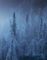 Enchanted forest Poster och Canvastavla