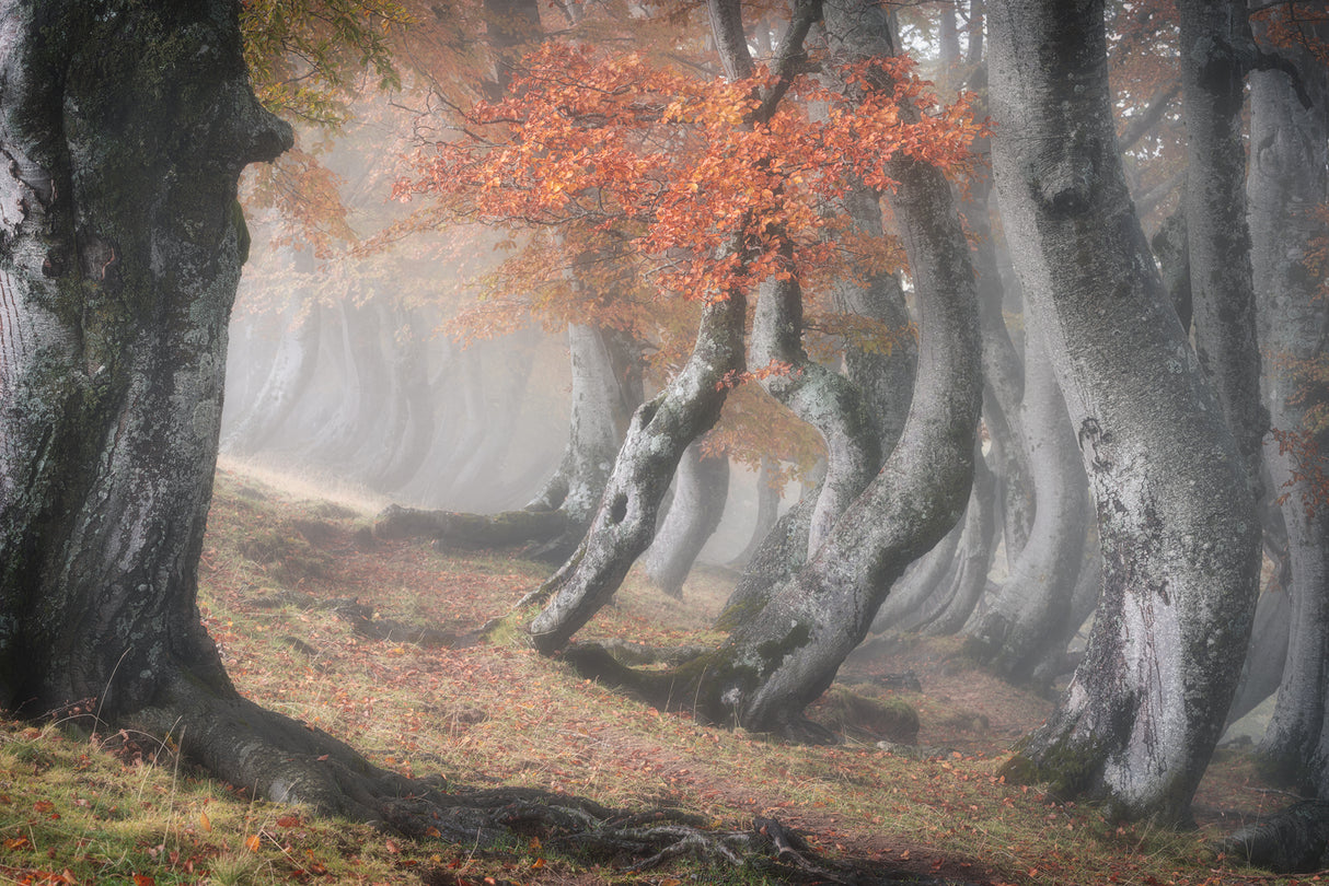 Twisted beeches Poster och Canvastavla