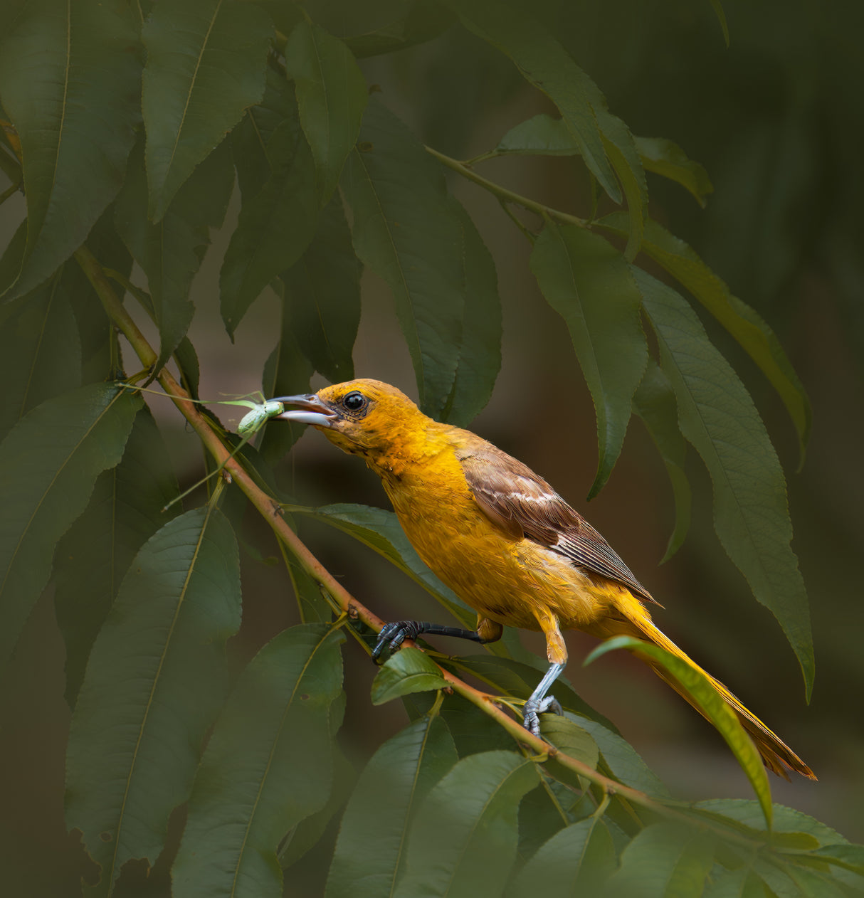 Oriole's snack-1 Poster och Canvastavla
