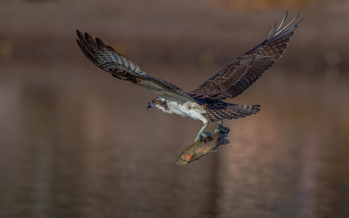 Osprey and fish Poster och Canvastavla
