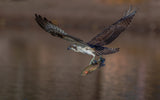 Osprey and fish Poster och Canvastavla