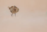 Dunlin Poster och Canvastavla
