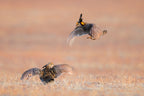 The Morning Dance Poster och Canvastavla