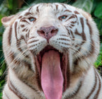 Yawn Poster och Canvastavla