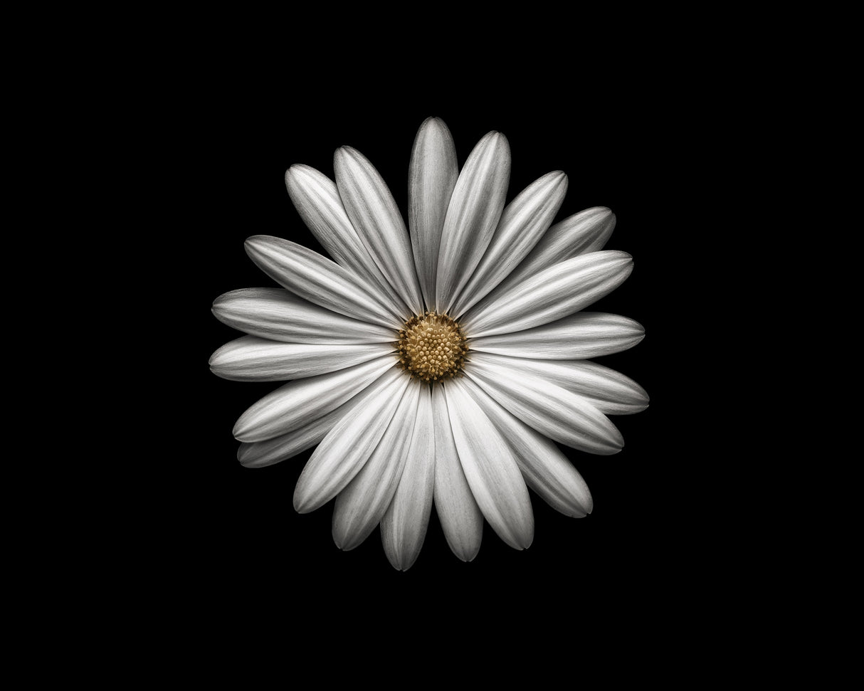 Gerbera Poster och Canvastavla