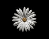 Gerbera Poster och Canvastavla