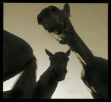 Fancy horses Poster och Canvastavla
