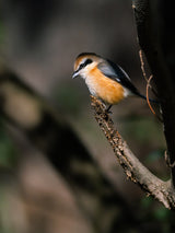 Bull-headed shrike Poster och Canvastavla