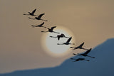 Flamingos at sunrise Poster och Canvastavla