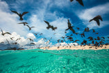 Ocean bird Poster och Canvastavla
