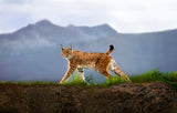 Walking Lynx Poster och Canvastavla