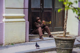 Playing for pigeons Poster och Canvastavla