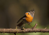 Robin in a twist Poster och Canvastavla