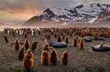 Wildlife Heaven Poster och Canvastavla