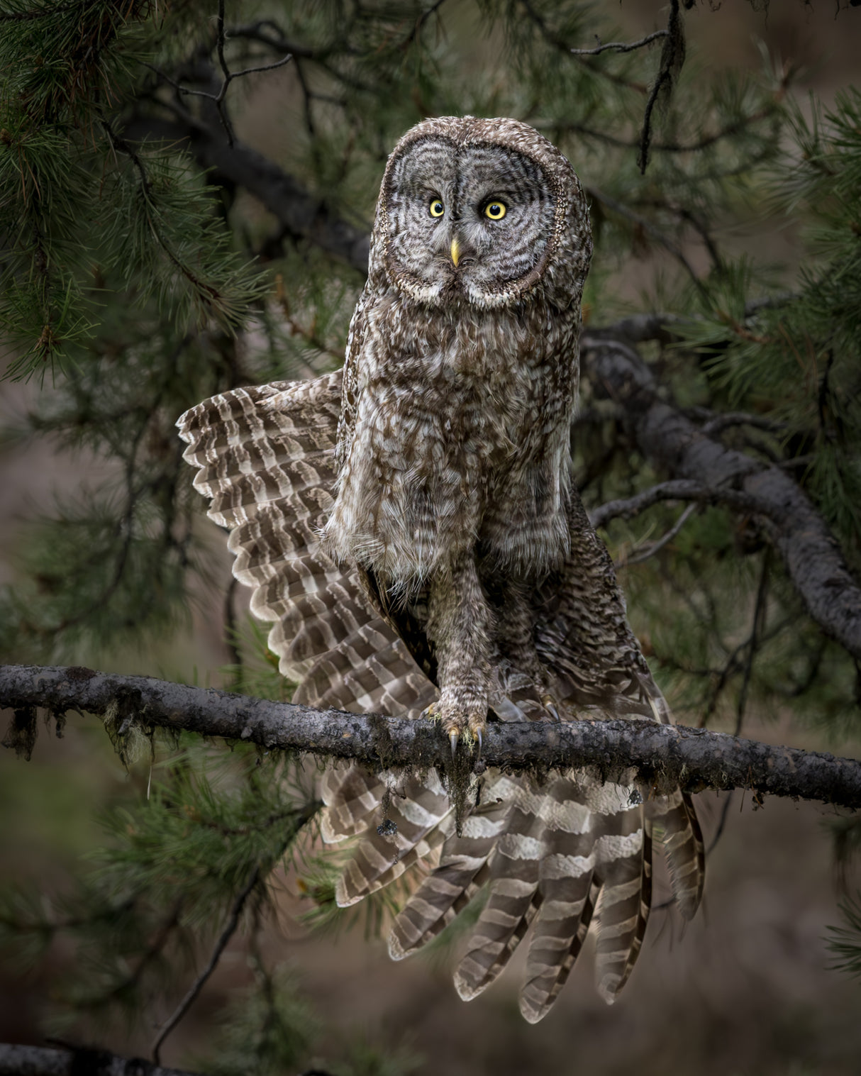Stretching - Great Gray Owl Poster och Canvastavla