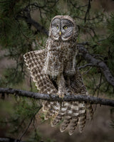 Stretching - Great Gray Owl Poster och Canvastavla