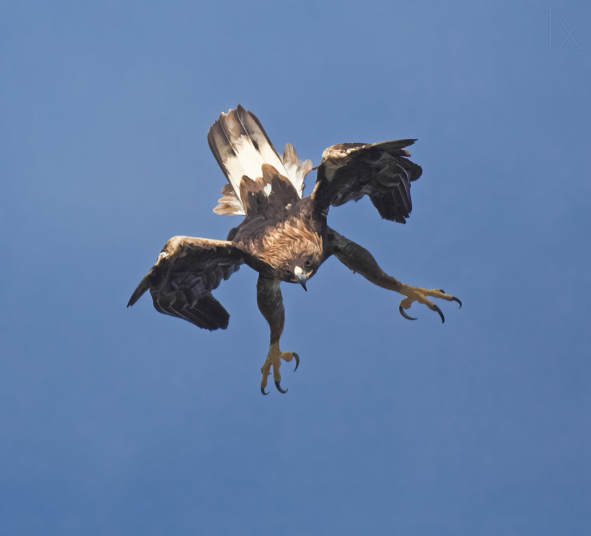 Golden eagle Poster och Canvastavla