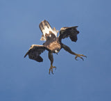 Golden eagle Poster och Canvastavla