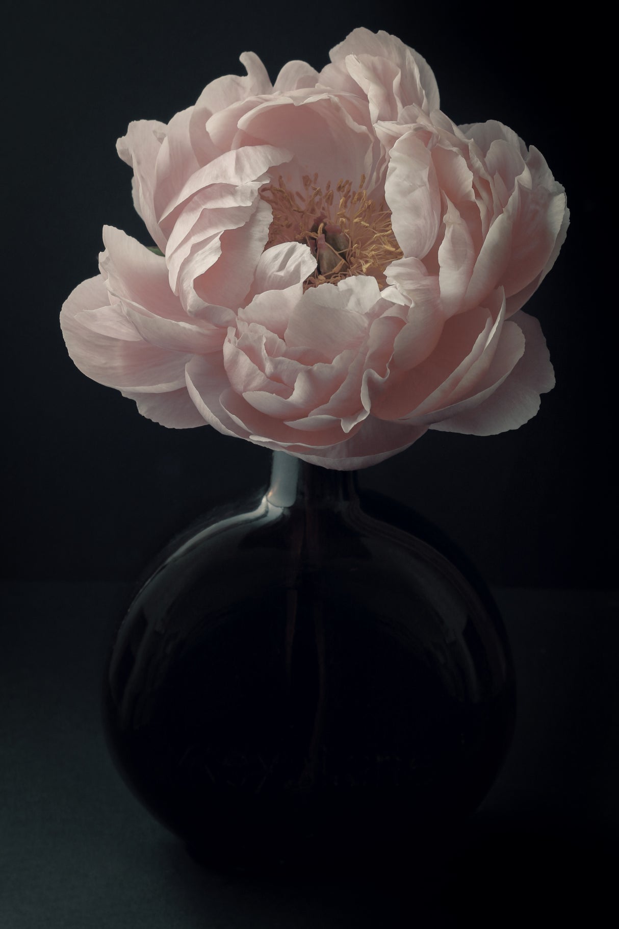 Coral Peony Flower Still Life Poster och Canvastavla
