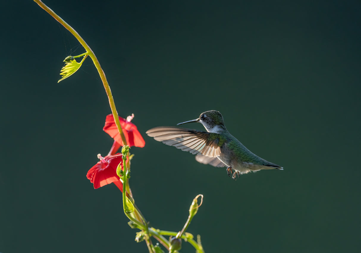 Hummingbird And Red Flowers Poster och Canvastavla