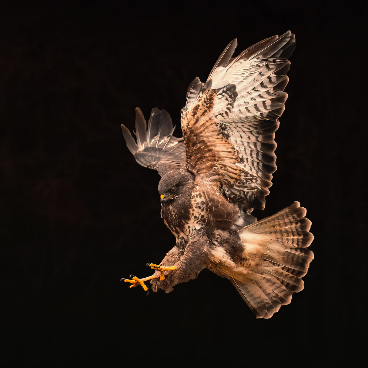 Buzzard going for a catch Poster och Canvastavla