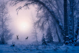 The shadow of deer in the morning fog Poster och Canvastavla