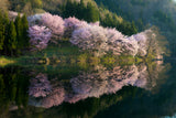 Sakura Poster och Canvastavla