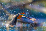 Kingfisher backlight Poster och Canvastavla