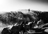 sheep in black and white Poster och Canvastavla