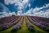 Unforgettable summer Poster och Canvastavla