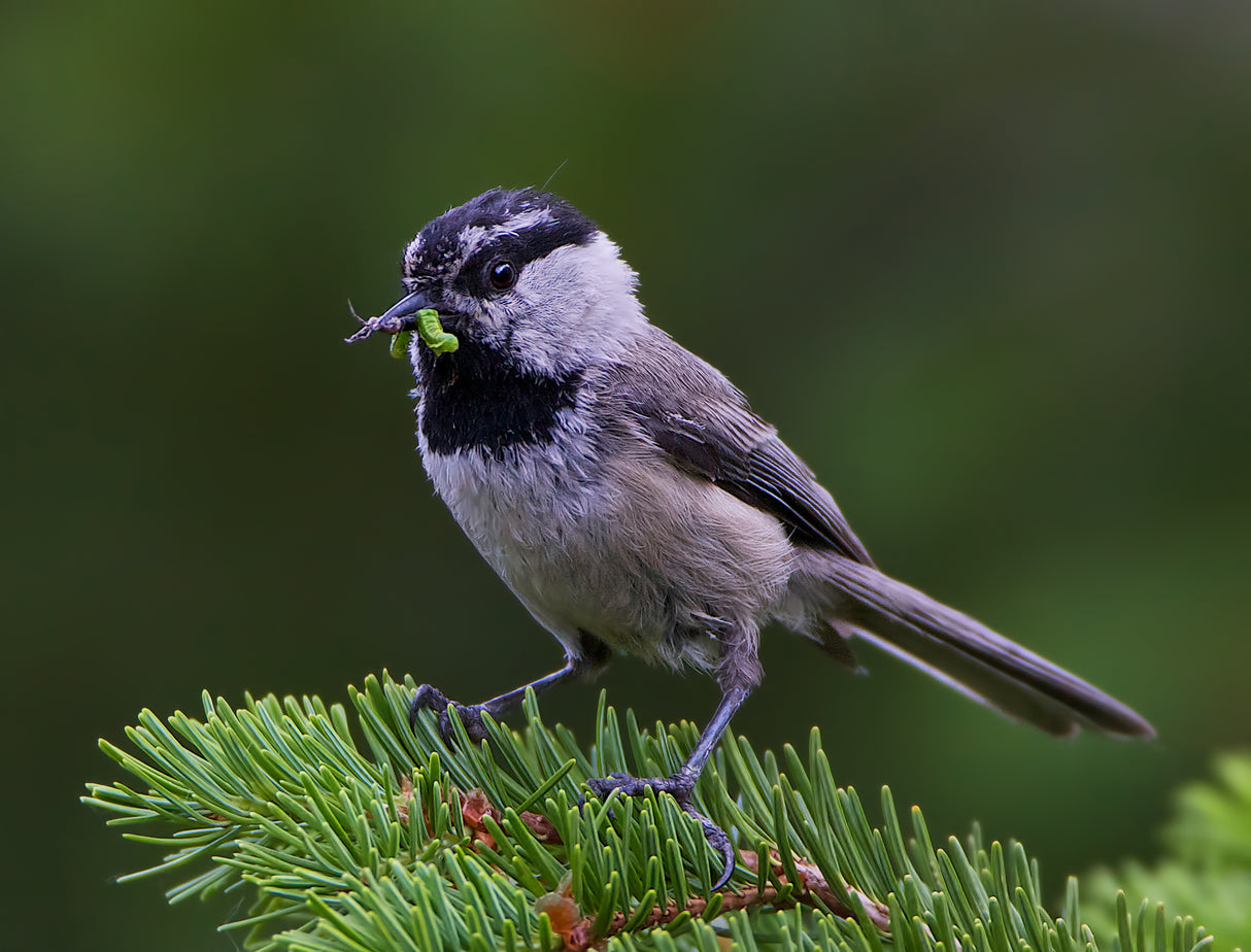 mountain Chickadee Poster och Canvastavla