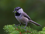 mountain Chickadee Poster och Canvastavla