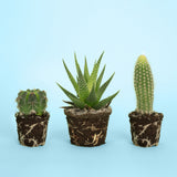 Cactus.1 Poster och Canvastavla