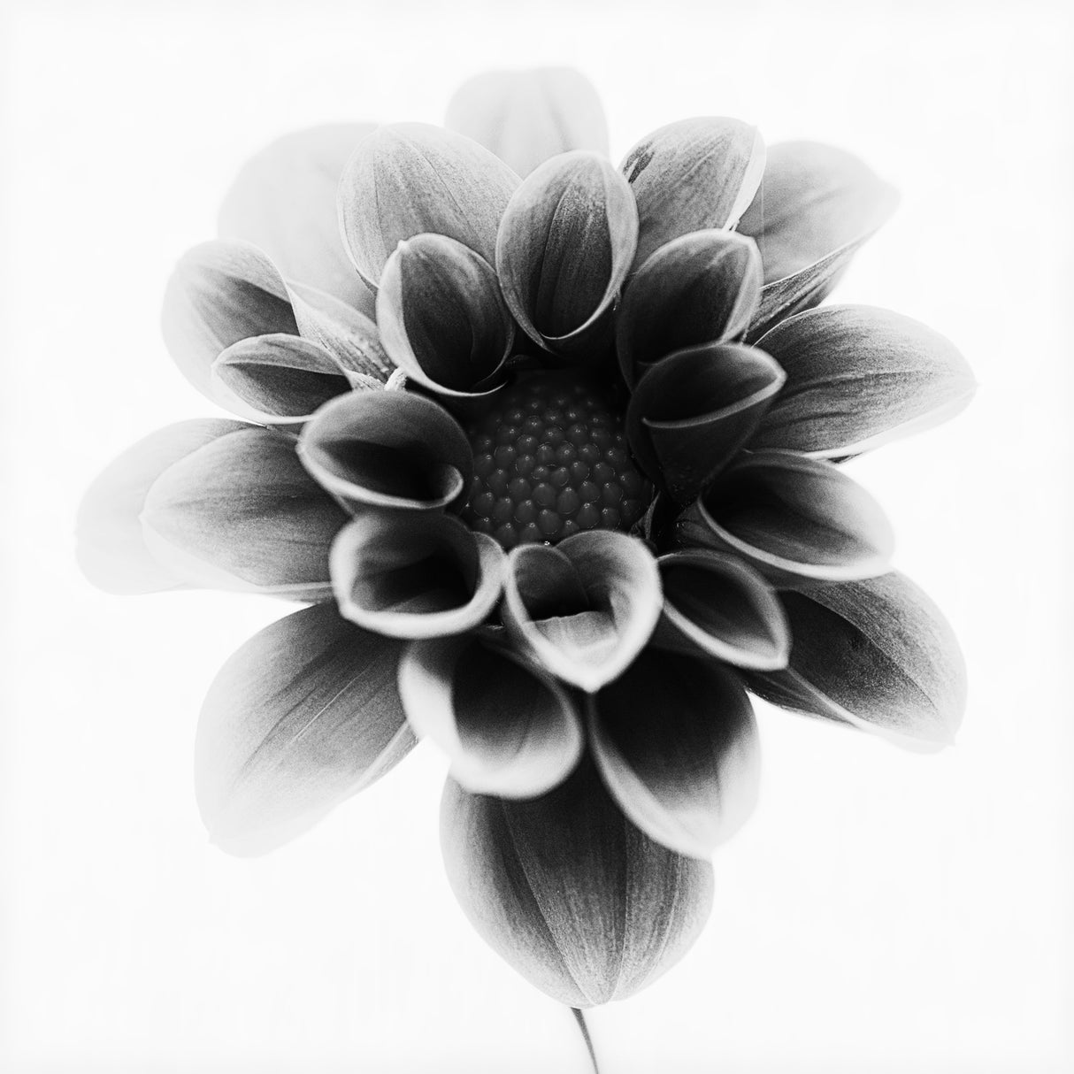 Dahlia Poster och Canvastavla